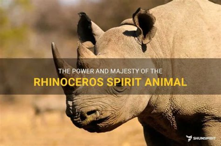 DashJ | The Rhinoceros Spirit Animal