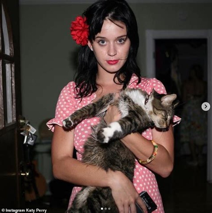 Katy Perry's Cat Kitty Purry Dead at 15 ·